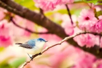 Tháng 5 Âm lịch, 4 con giáp vượng đào hoa, tiền nhiều vô kể 