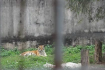 Chuyện chưa biết về những người chăm sóc “chúa sơn lâm”