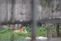 Chuyện chưa biết về những người chăm sóc “chúa sơn lâm”