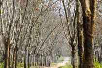 Đẹp hút hồn rừng cao su mùa thay lá ở Hà Tĩnh