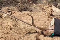 Giải cứu rắn hổ mang mắc kẹt trong giếng