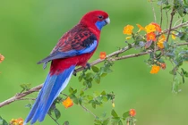 Kể từ tháng 12, túi tiền của 4 con giáp rủng rỉnh, tài lộc khắp nơi