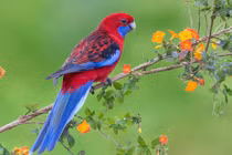 Kể từ tháng 12, túi tiền của 4 con giáp rủng rỉnh, tài lộc khắp nơi