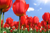 3 con giáp siêng năng lại có chí tiến thủ, trung niên hứa hẹn giàu có