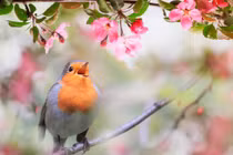 Gia đình hòa thuận, 4 con giáp đón năm Quý Mão cát tường