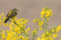 Tháng 4 sang, 3 con giáp thoát khỏi vận xui, vươn mình giàu có