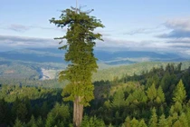 Đứng cạnh cây cao nhất thế giới sẽ bị phạt tù