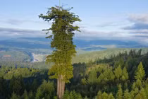 Đứng cạnh cây cao nhất thế giới sẽ bị phạt tù