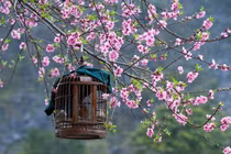 Tết Nguyên đán, 4 con giáp có sao may mắn chiếu mệnh