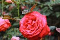 Tuần mới từ 21/11, 3 con giáp rước lộc vào nhà