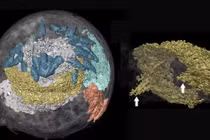 Bộ não còn nguyên vẹn của hóa thạch giun dương vật