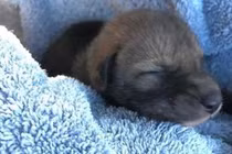 Người đàn ông giải cứu 1 "con vật giống chó" bơ vơ giữa đường