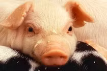 49 ngày tới vận may ập đến, 3 tuổi này làm gì cũng thuận lợi