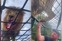 'Rợn tóc gáy' khoảnh khắc sư tử đói ăn quần ngay trên đầu người