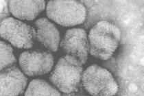 Gọi virus khổng lồ 30.000 tuổi dậy “đón mặt trời“