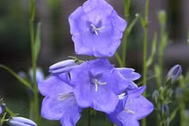 Đoán tài lộc, sự nghiệp của 12 con giáp trong tháng 10