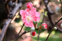 Gặp vợ cũ của chồng lúc đi sắm Tết, cô gái không dám nhìn