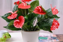 Cây hồng môn: Ý nghĩa trong phong thủy và cách trồng