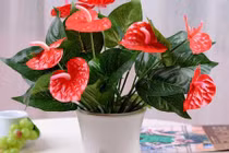 Cây hồng môn: Ý nghĩa trong phong thủy và cách trồng