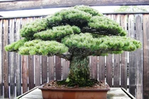 Những loại cây “đắt phát hãi”, bán một cây mua được mấy ngôi nhà 