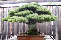 Những loại cây “đắt phát hãi”, bán một cây mua được mấy ngôi nhà 