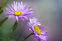 3 con giáp dám nghĩ dám làm, cuối đời lắm phúc nhiều lộc