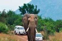 Voi ngủ giữa đường làm tắc nghẽn giao thông