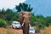 Voi ngủ giữa đường làm tắc nghẽn giao thông