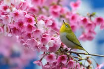 Năm Quý Mão tràn đầy năng lượng, 4 con giáp có thể thăng chức