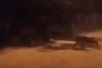 Phát hiện “sinh vật kỳ lạ” bò quanh như cua khiến dân tình hoảng hốt