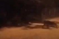 Phát hiện “sinh vật kỳ lạ” bò quanh như cua khiến dân tình hoảng hốt