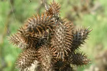 Quả dại Việt Nam sang nước ngoài thành thảo dược giá trên trời