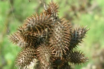 Quả dại Việt Nam sang nước ngoài thành thảo dược giá trên trời