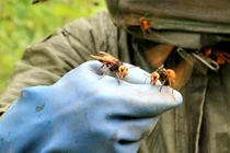 Loài ở Việt Nam có nọc độc nguy hiểm giờ thành “mỏ tiền“