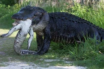 Video: “Khiếp vía” trước cảnh cá sấu cố nuốt xác đồng loại