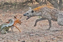 Trăn lại bị linh cẩu nẫng tay trên trong chớp mắt