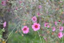 Năm 2022 chuyện vui vào nhà, 3 con giáp không thiếu tiền bạc