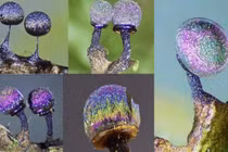 Nấm thạch anh tím - loài nấm đẹp nhất trên thế giới