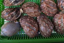 Loài đặc sản ở Việt Nam khan hiếm, ít người biết tới