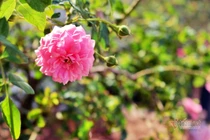 Vắt sức đi làm nuôi cả nhà chồng, nuôi luôn nhân tình của chồng