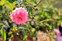 Vắt sức đi làm nuôi cả nhà chồng, nuôi luôn nhân tình của chồng