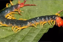 Top 10 kẻ giết động vật đáng sợ ở rừng nhiệt đới Amazon