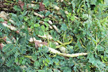 Loại cây dại "lớn nhanh như thổi", dân đem về trồng kiếm cả trăm triệu