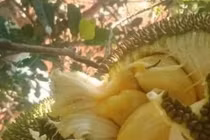 Loại quả quê từng rụng đầy gốc, nay thành đặc sản