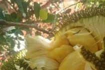 Loại quả quê từng rụng đầy gốc, nay thành đặc sản