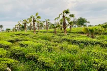 Anh nông dân trồng chè bỗng thành đại gia