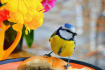 Ai sinh tháng Âm lịch này, càng về hậu vận số mệnh càng êm ái