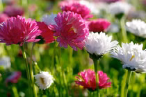 Đầu tháng 2 Âm lịch, 3 con giáp nhận lộc trời ban