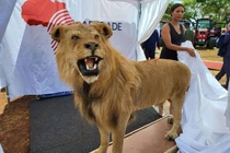 Tổng thống Belarus được Zimbabwe tặng sư tử nhồi bông