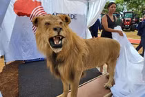 Tổng thống Belarus được Zimbabwe tặng sư tử nhồi bông